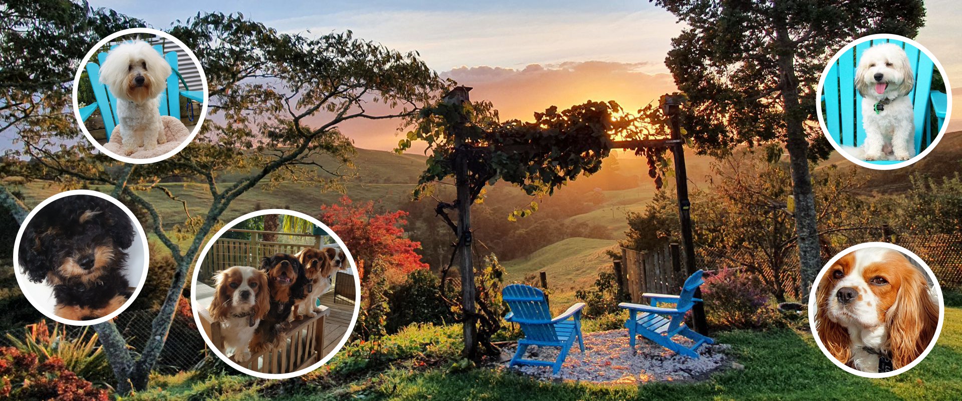 Cavachon Puppies breeder New Zealand