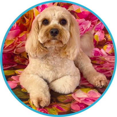 Cavachon and Cavoodle puppies for sale NZ