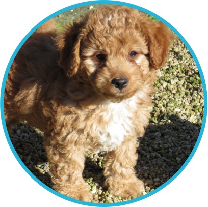 Cavachon and Cavoodle puppies for sale North Island
