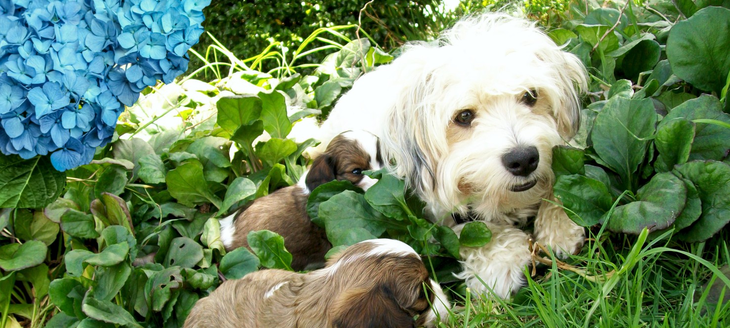 Cavachon and cavoodle puppies for sale NZ