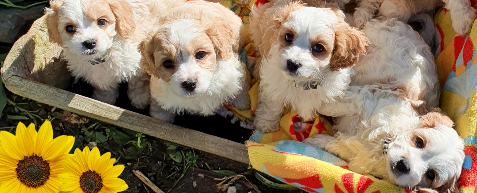 Cavachon and Cavoodle puppies for sale NZ
