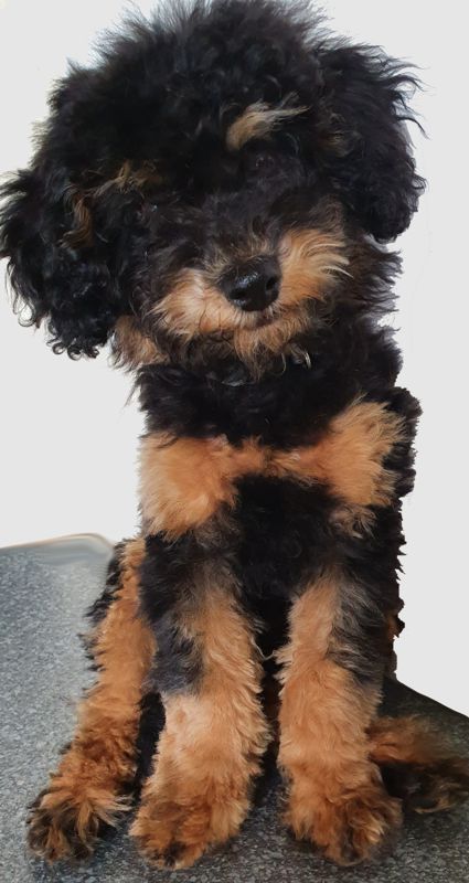 Toby - Cavoodle Stud