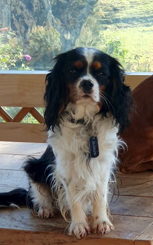 TILLY Tri Colour Cavalier King Charles